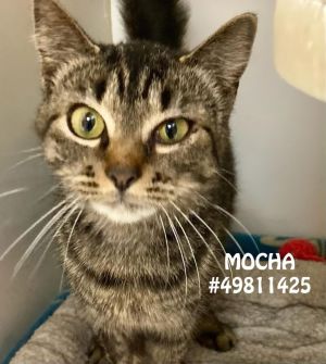 Mocha