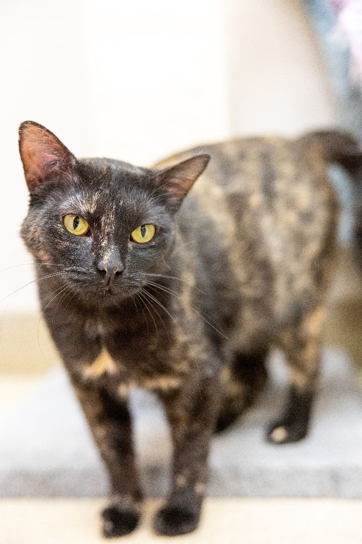 Giada, an adoptable Domestic Short Hair in Naperville, IL_image-3