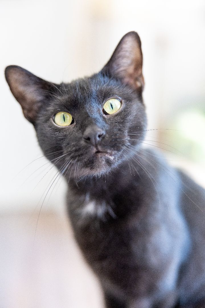 Amelia, an adoptable Domestic Short Hair in Naperville, IL_image-2