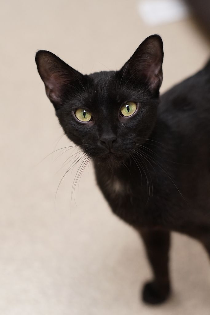 Amelia, an adoptable Domestic Short Hair in Naperville, IL_image-3