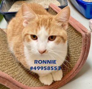 Ronnie
