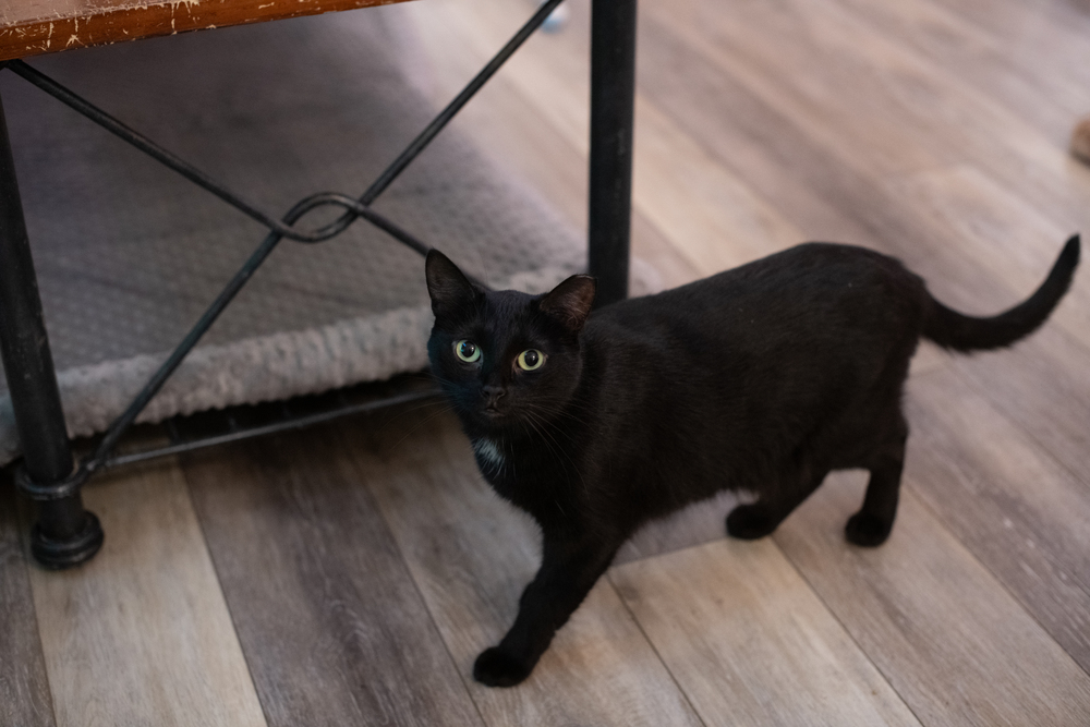 Gloria, an adoptable Domestic Short Hair in Huntington, NY, 11743 | Photo Image 1