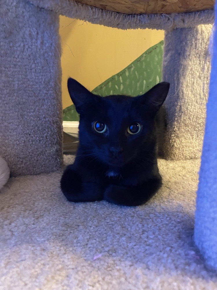 Gloria, an adoptable Domestic Short Hair in Huntington, NY, 11743 | Photo Image 2