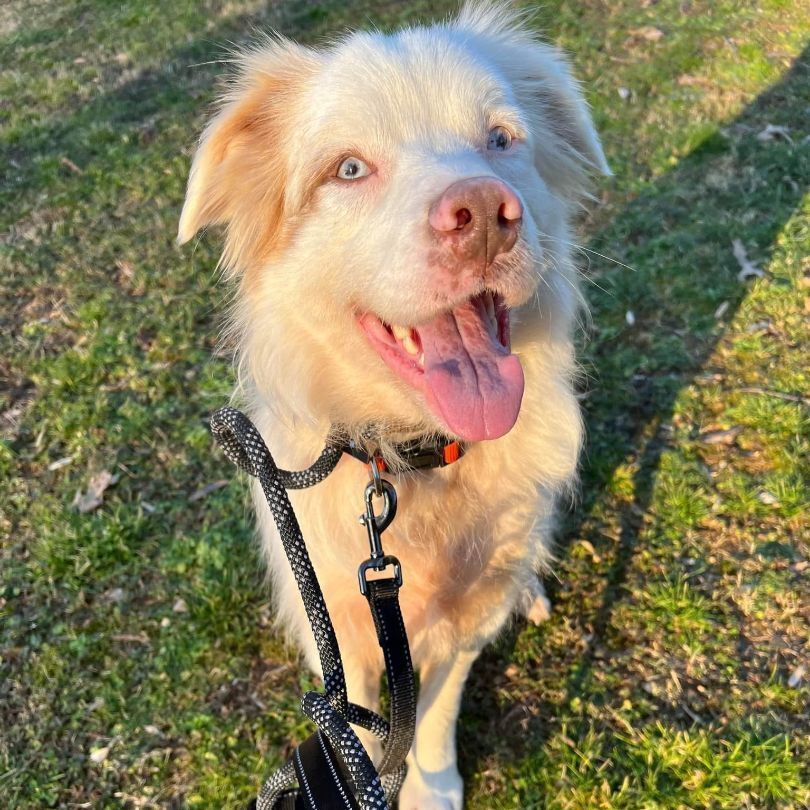 Boomer, an adoptable Mixed Breed in Soddy Daisy, TN, 37379 | Photo Image 1