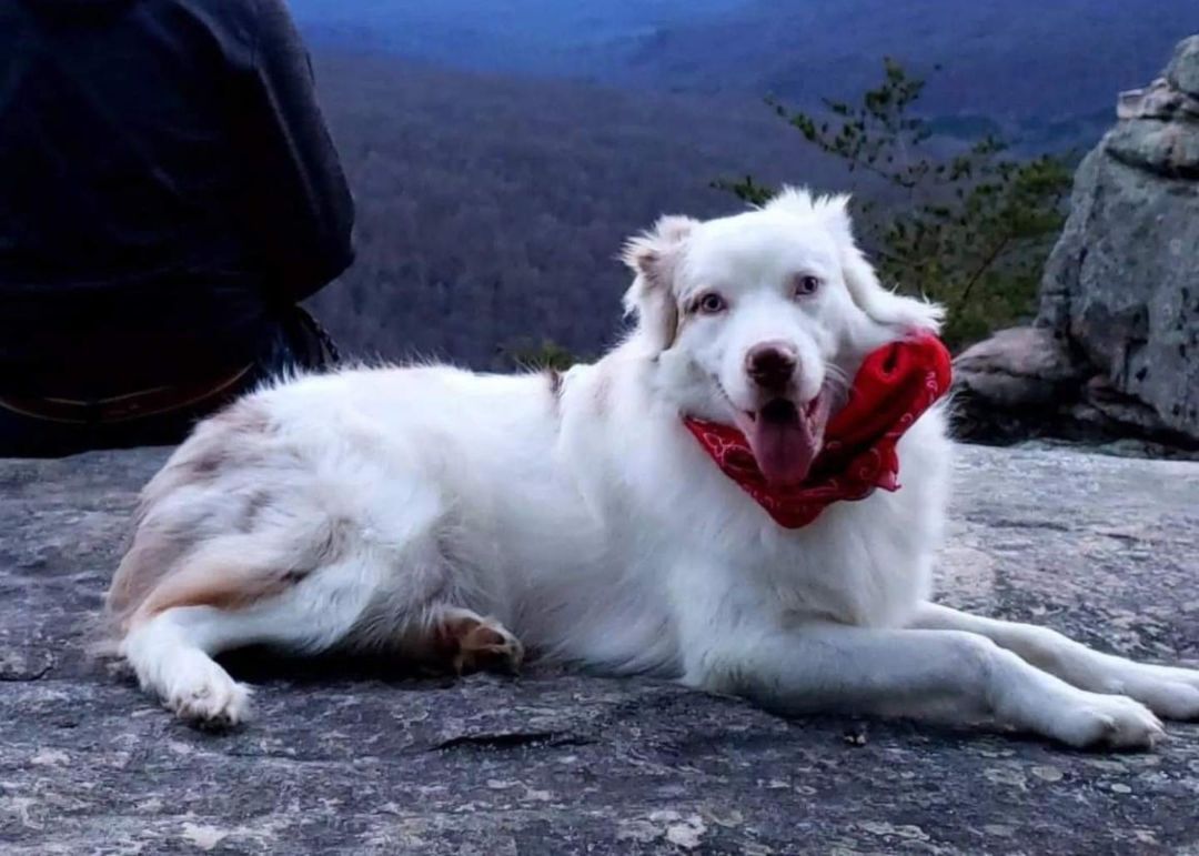 Boomer, an adoptable Mixed Breed in Soddy Daisy, TN, 37379 | Photo Image 3