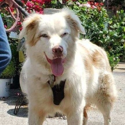 Boomer, an adoptable Mixed Breed in Soddy Daisy, TN, 37379 | Photo Image 5