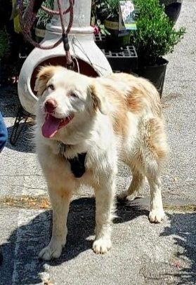 Boomer, an adoptable Mixed Breed in Soddy Daisy, TN, 37379 | Photo Image 6