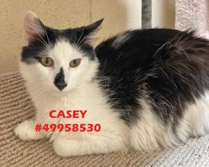 Casey