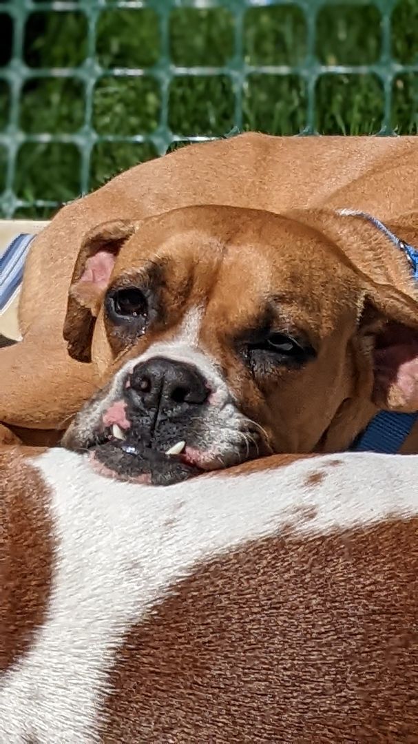 Zora, an adoptable Boxer in Reno, NV, 89704 | Photo Image 1