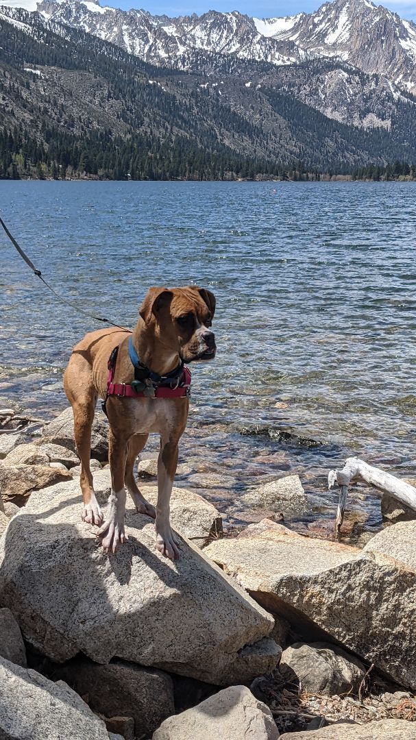 Zora, an adoptable Boxer in Reno, NV, 89704 | Photo Image 3