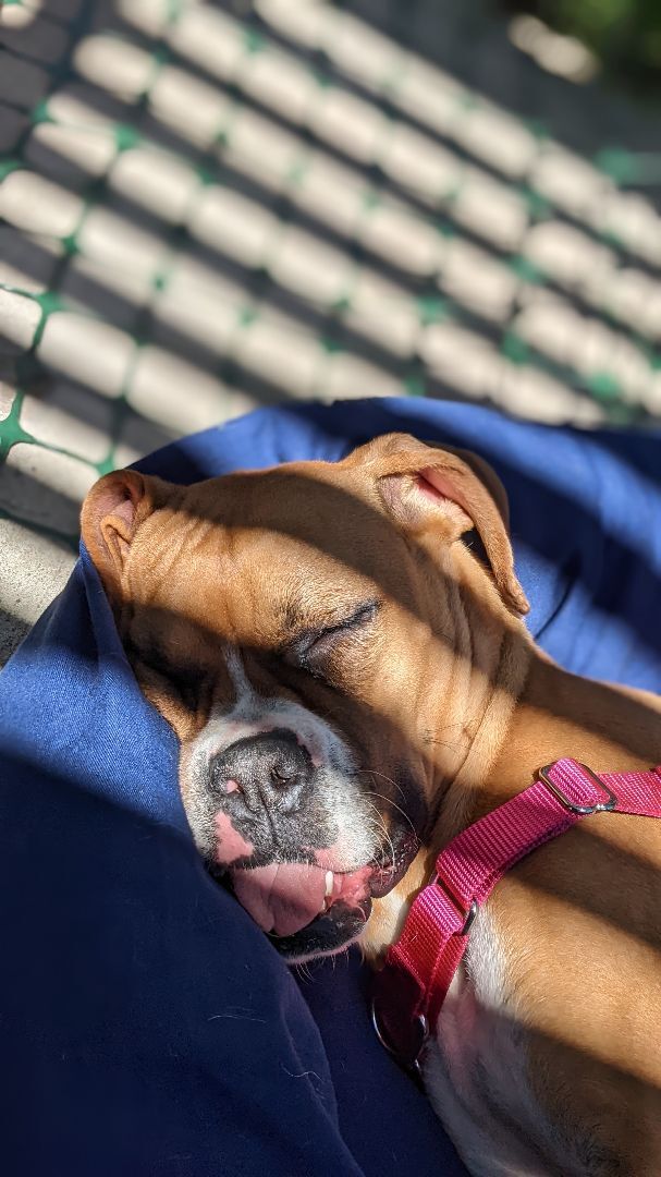 Zora, an adoptable Boxer in Reno, NV, 89704 | Photo Image 5