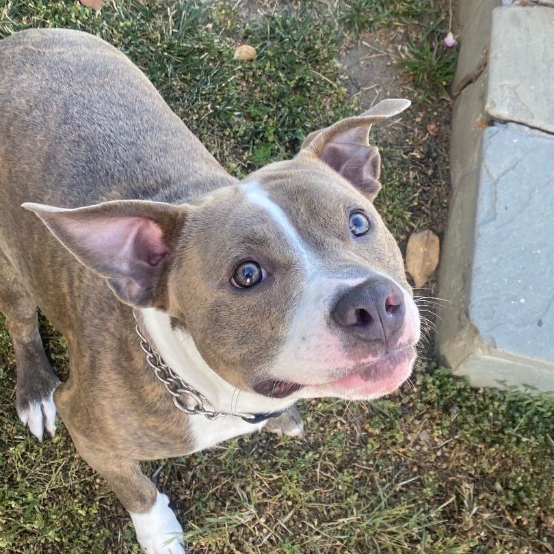 Rocket, an adoptable Pit Bull Terrier in Pleasanton, CA, 94566 | Photo Image 4