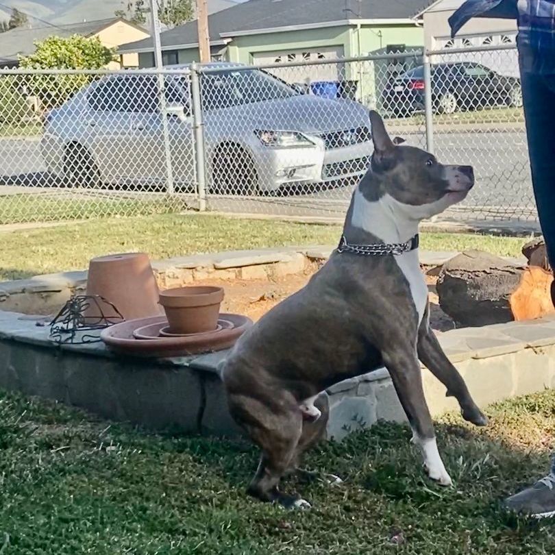 Rocket, an adoptable Pit Bull Terrier in   Pleasanton, CA, 94566 | Photo Image 5