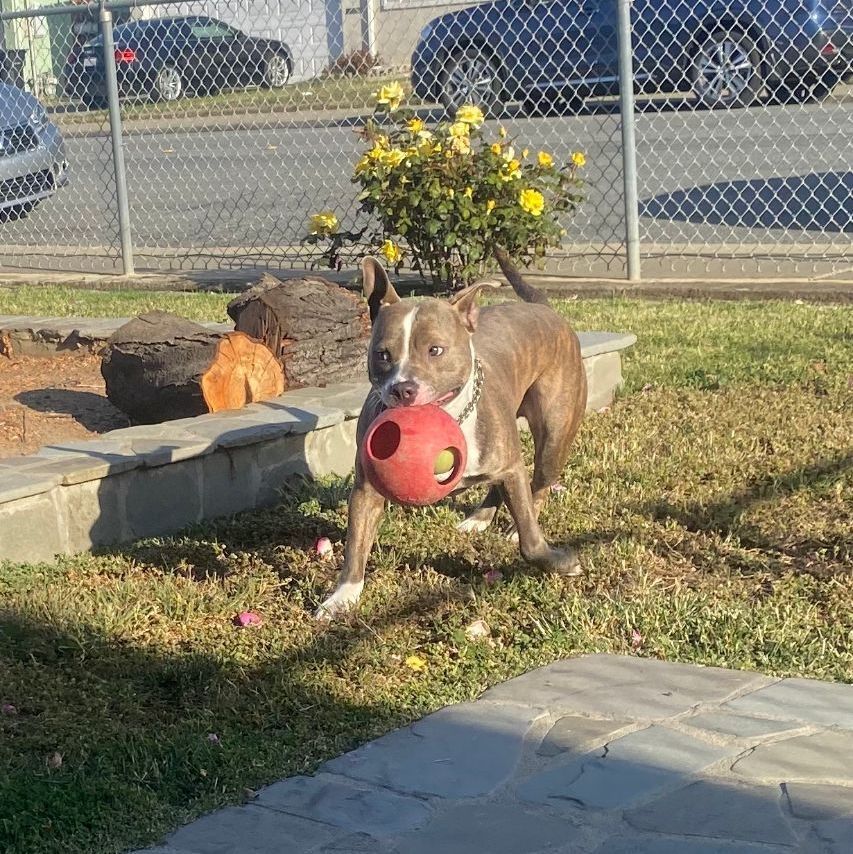 Rocket, an adoptable Pit Bull Terrier in Pleasanton, CA, 94566 | Photo Image 6