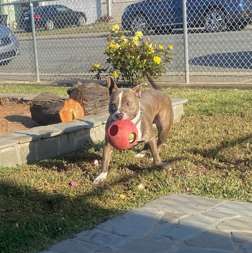 Rocket, an adoptable Pit Bull Terrier in   Pleasanton, CA, 94566 | Photo Image 6