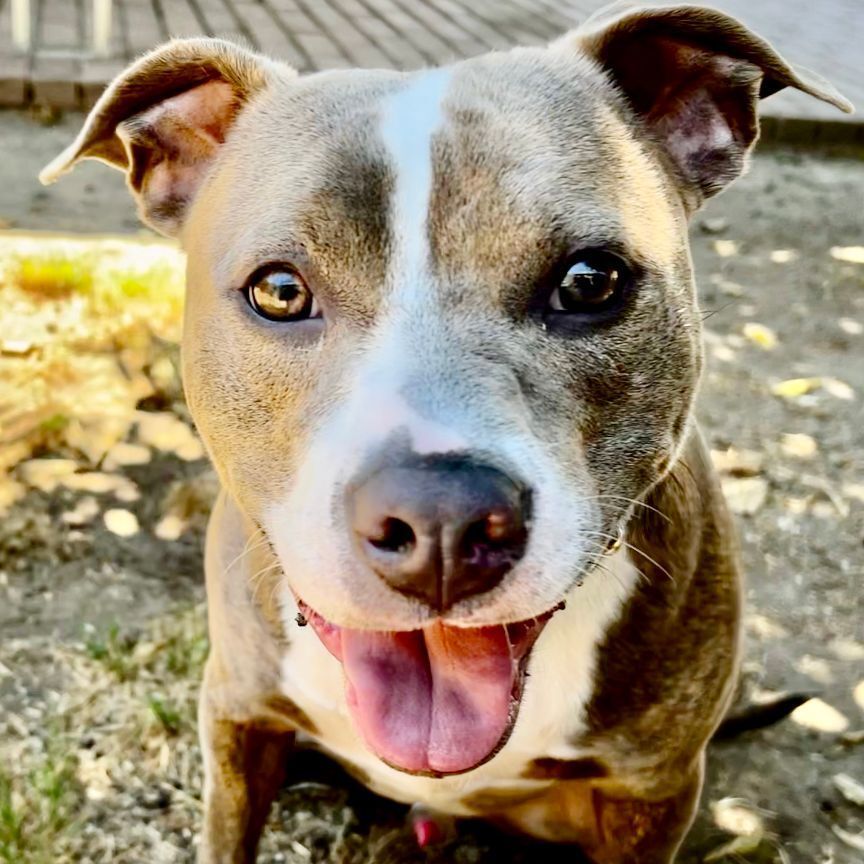 Rocket, an adoptable Pit Bull Terrier in Pleasanton, CA, 94566 | Photo Image 1