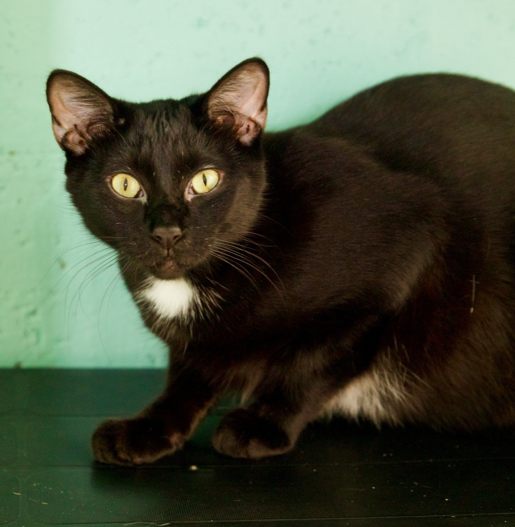 Oscar, an adoptable Domestic Short Hair in Fort Lauderdale, FL, 33304 | Photo Image 1