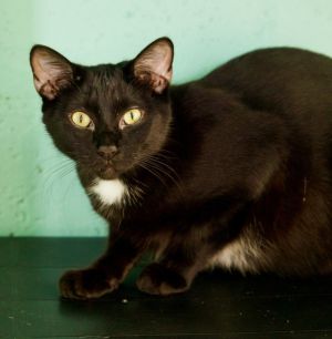 Oscar, Adult Male unknown