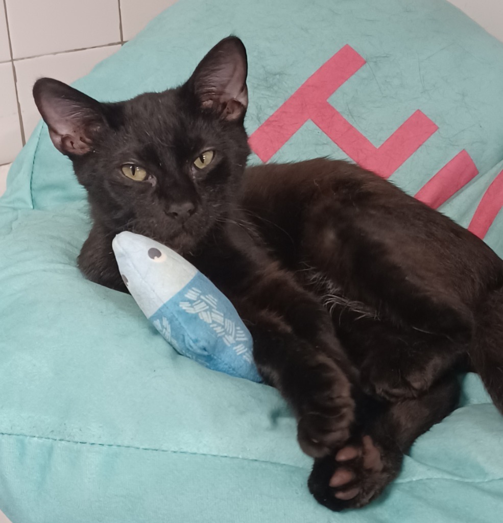 Oscar