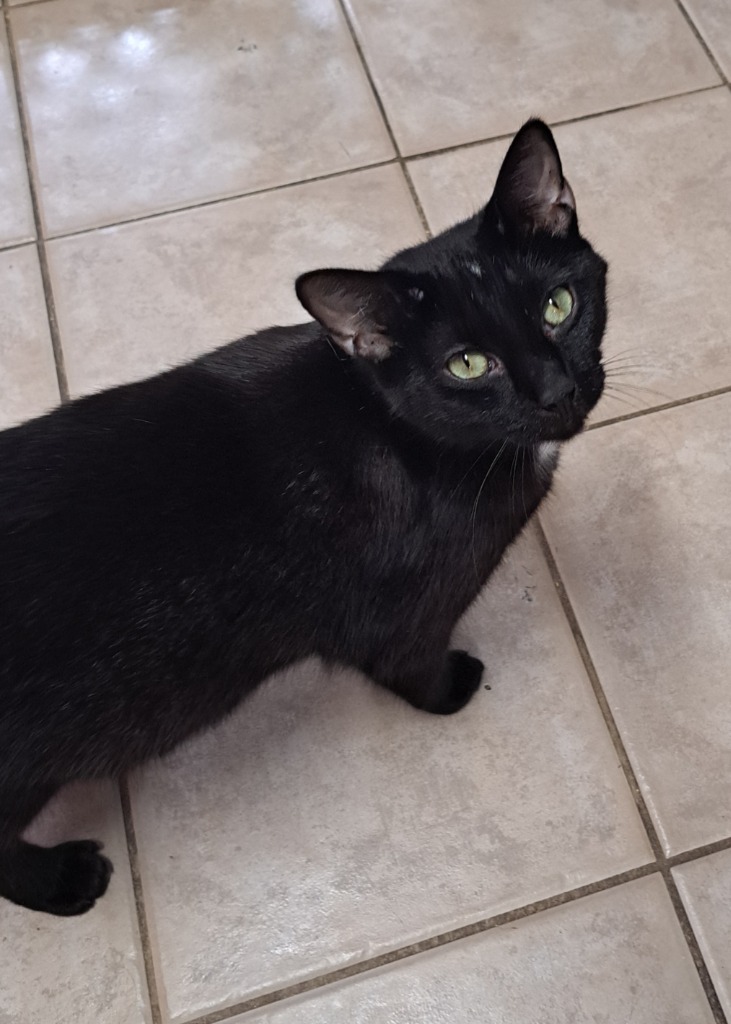 Oscar