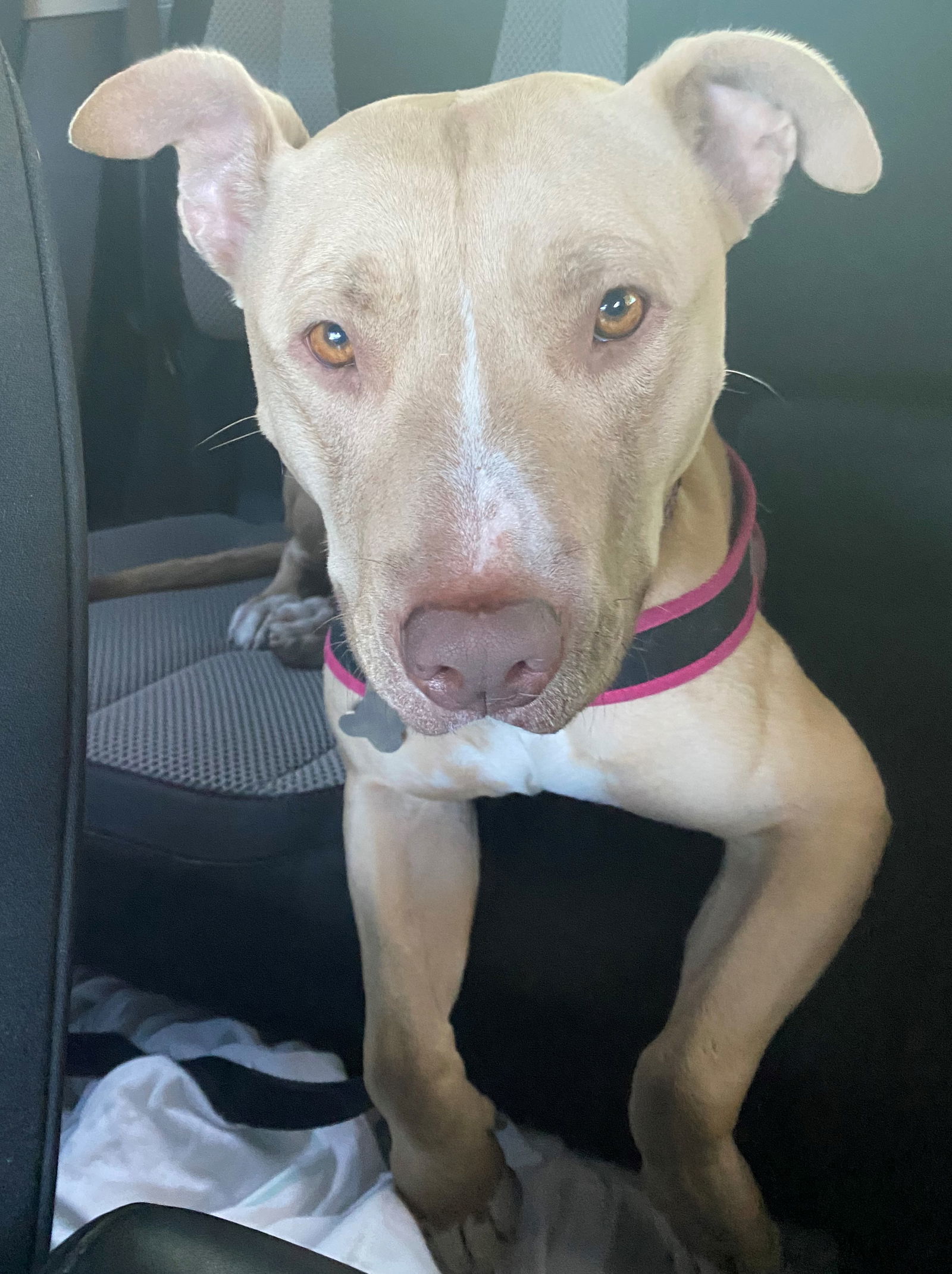 Sabrina, an adoptable Labrador Retriever, Terrier in Sanford, FL, 32771 | Photo Image 1