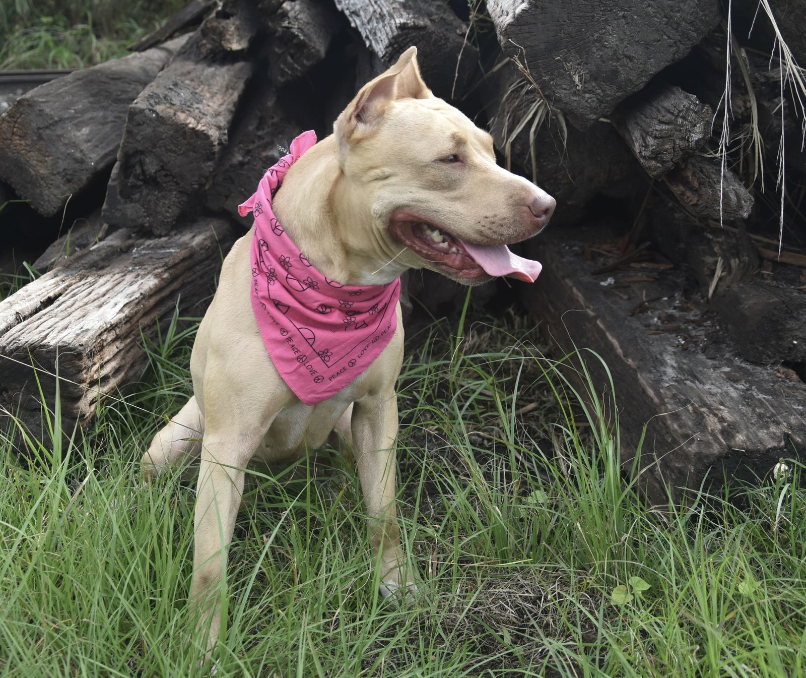 Sabrina, an adoptable Labrador Retriever, Terrier in Sanford, FL, 32771 | Photo Image 2