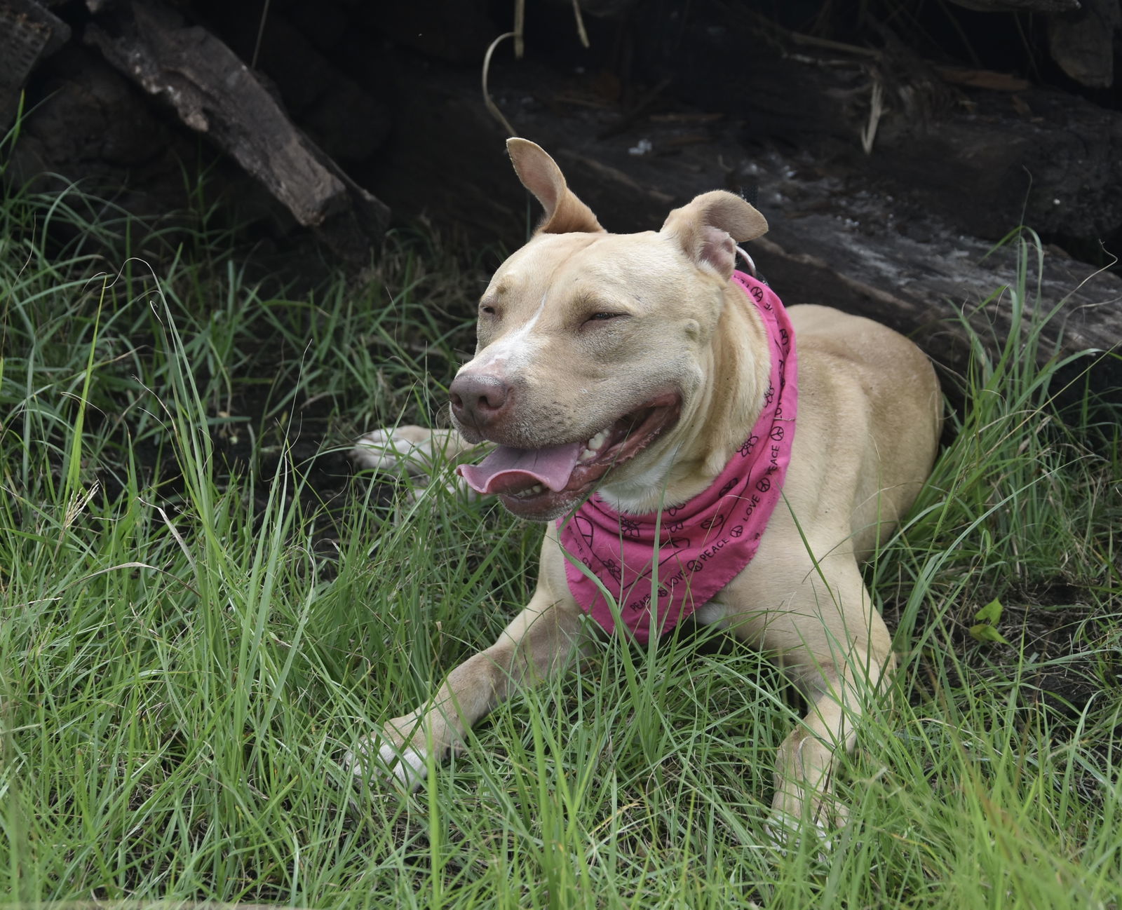 Sabrina, an adoptable Labrador Retriever, Terrier in Sanford, FL, 32771 | Photo Image 3