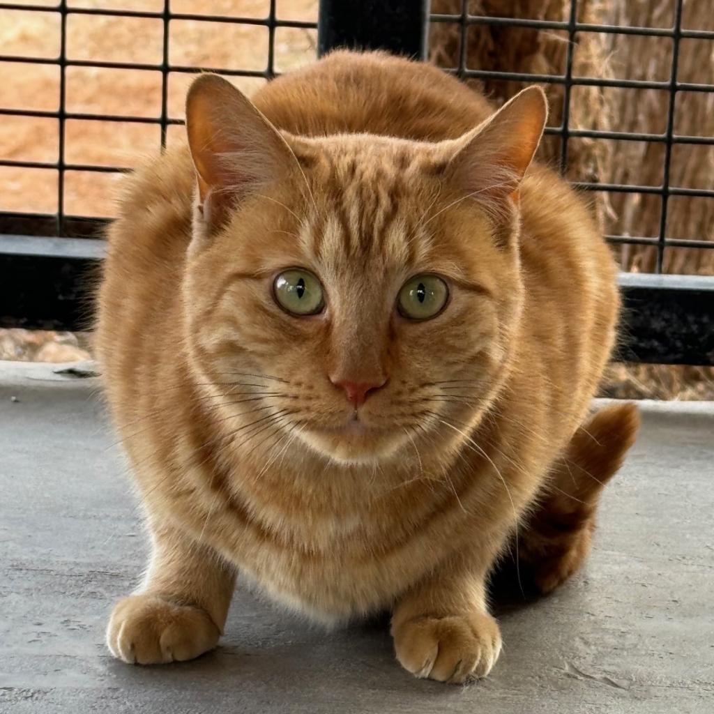 Mackerel, an adoptable Domestic Short Hair in Kanab, UT, 84741 | Photo Image 1