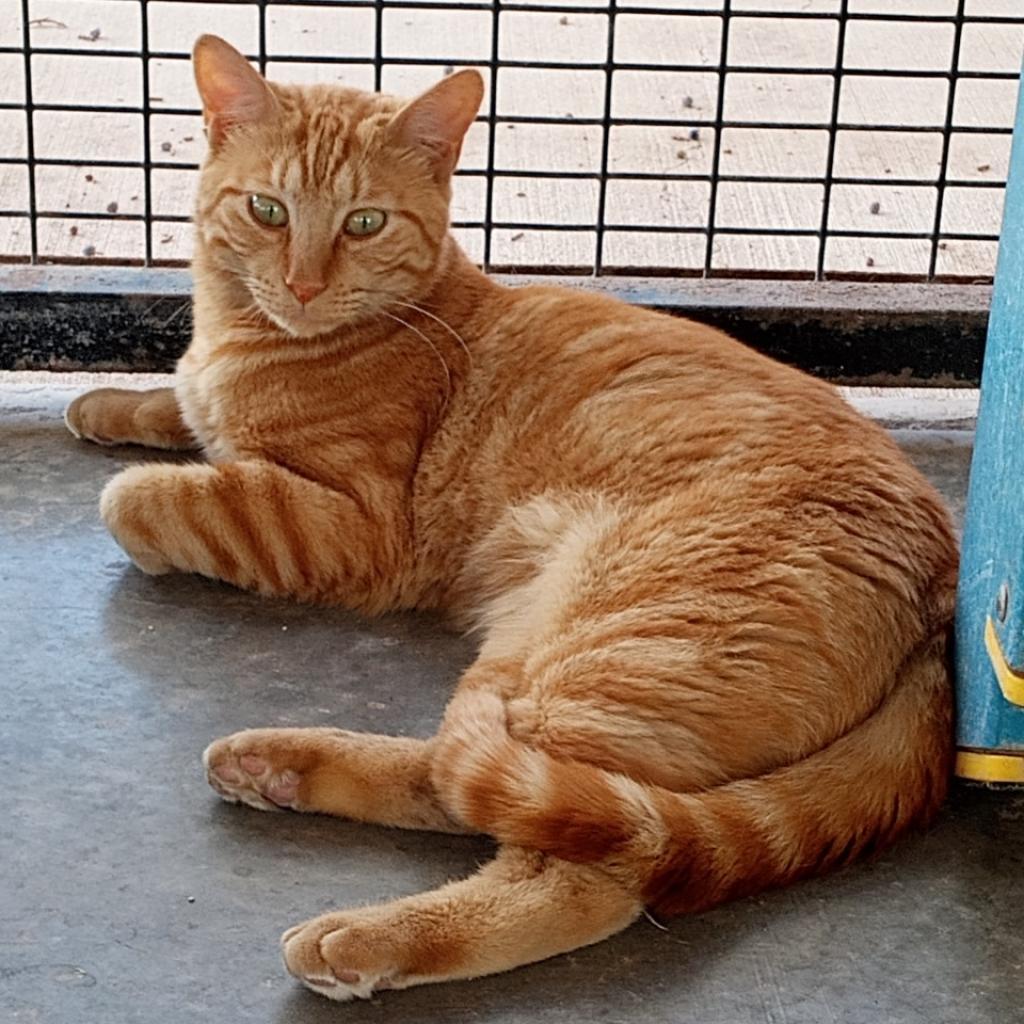 Mackerel, an adoptable Domestic Short Hair in Kanab, UT, 84741 | Photo Image 2