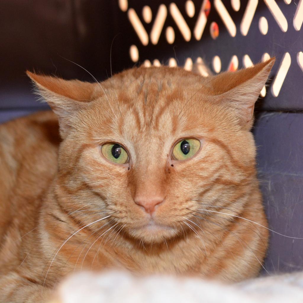 Mackerel, an adoptable Domestic Short Hair in Kanab, UT, 84741 | Photo Image 3