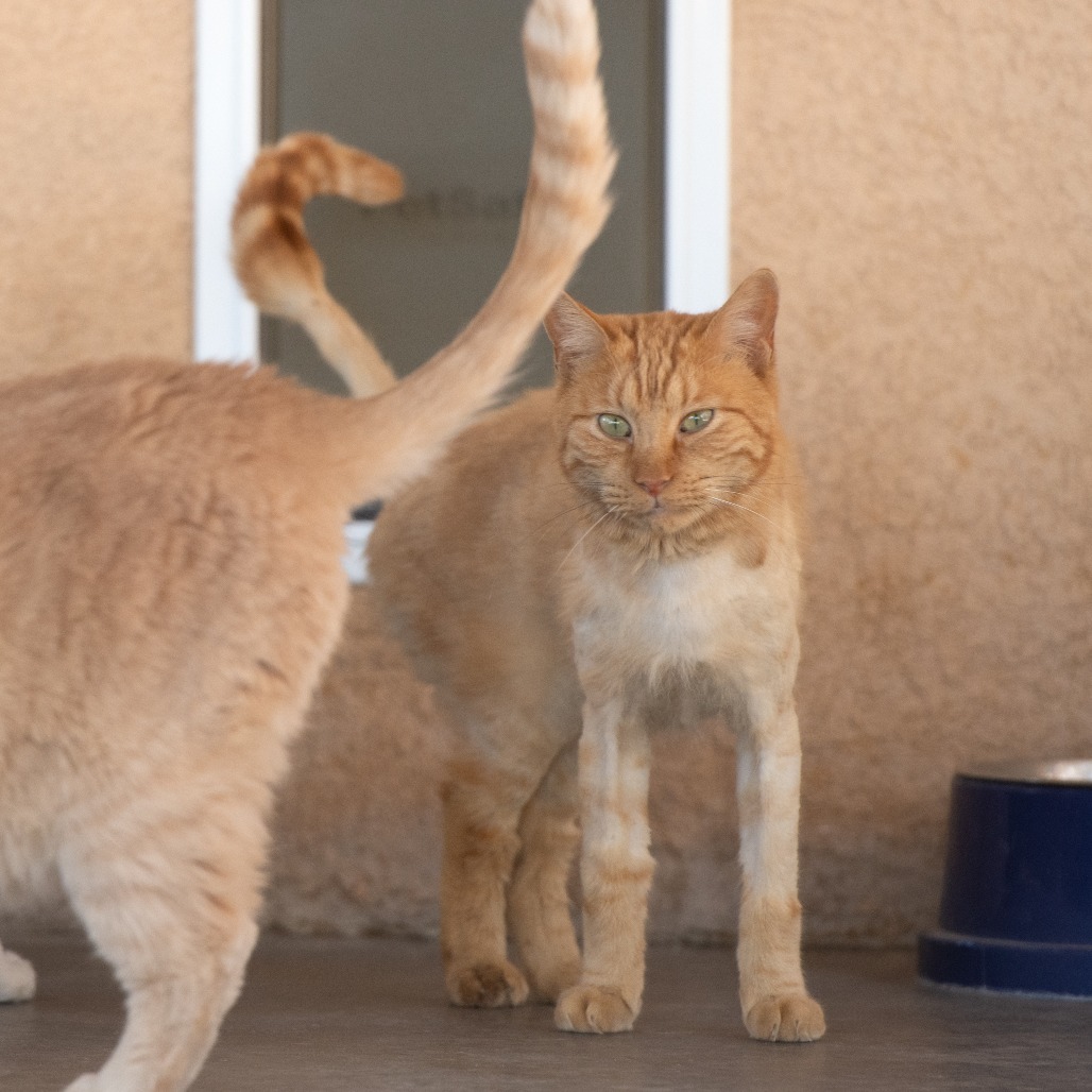 Mackerel, an adoptable Domestic Short Hair in Kanab, UT, 84741 | Photo Image 4