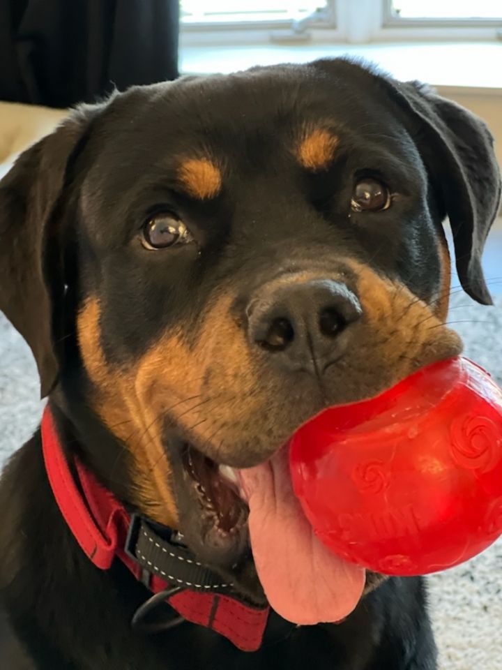 Thor, an adoptable Rottweiler in Lincoln, NE_image-1