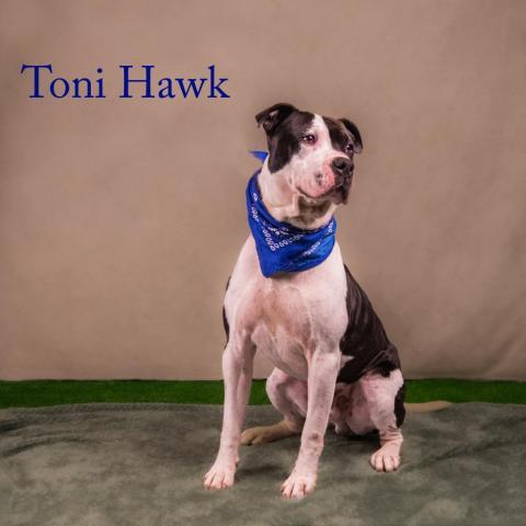 Toni Hawk (HW+) 05-0624