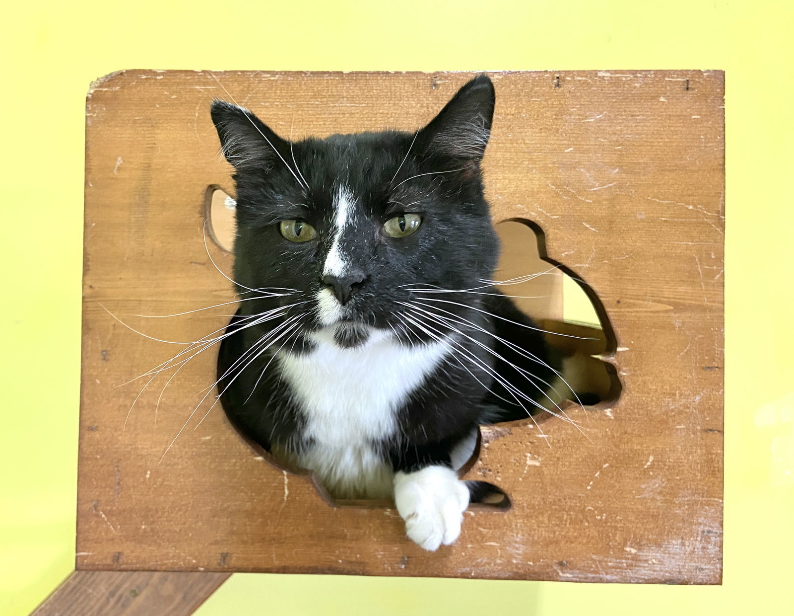 Howard, an adoptable Domestic Short Hair in Estherville, IA, 51334 | Photo Image 1