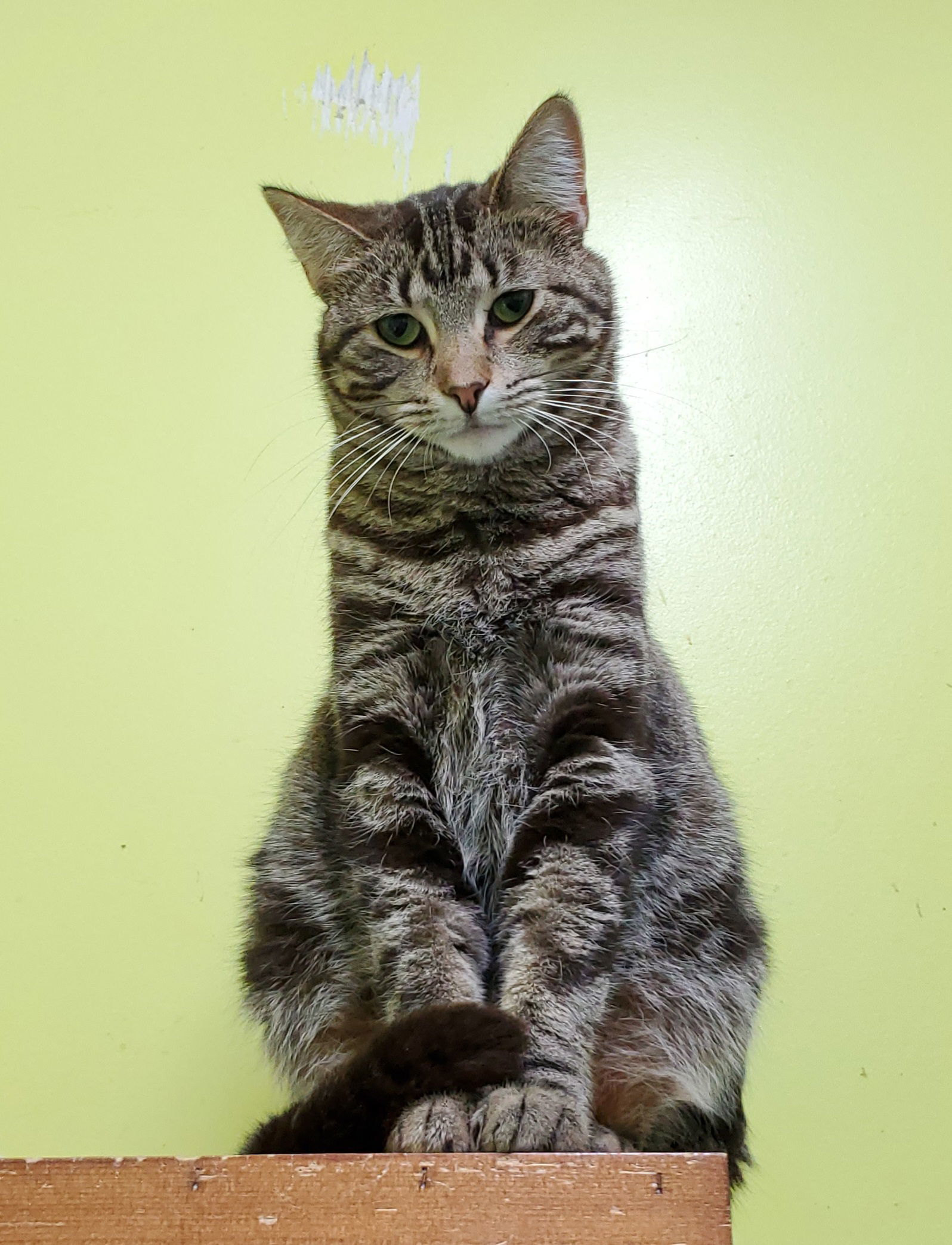 Leah, an adoptable Domestic Short Hair in Estherville, IA, 51334 | Photo Image 1