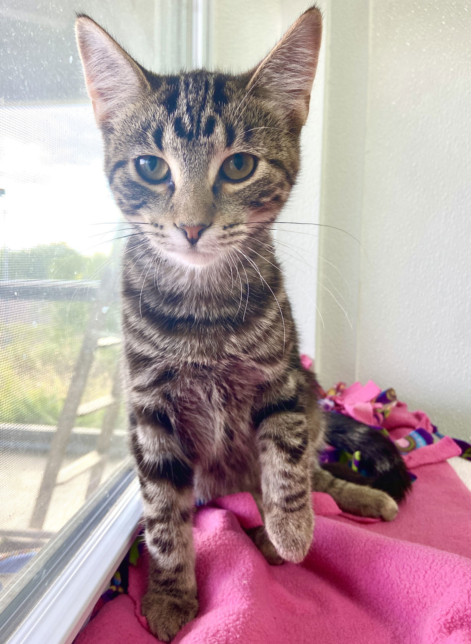 Leah, an adoptable Domestic Short Hair in Estherville, IA, 51334 | Photo Image 2