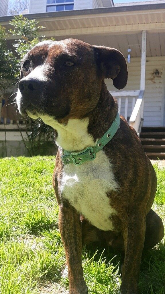Lena, an adoptable Pit Bull Terrier, Mixed Breed in Dalton, GA, 30721 | Photo Image 1