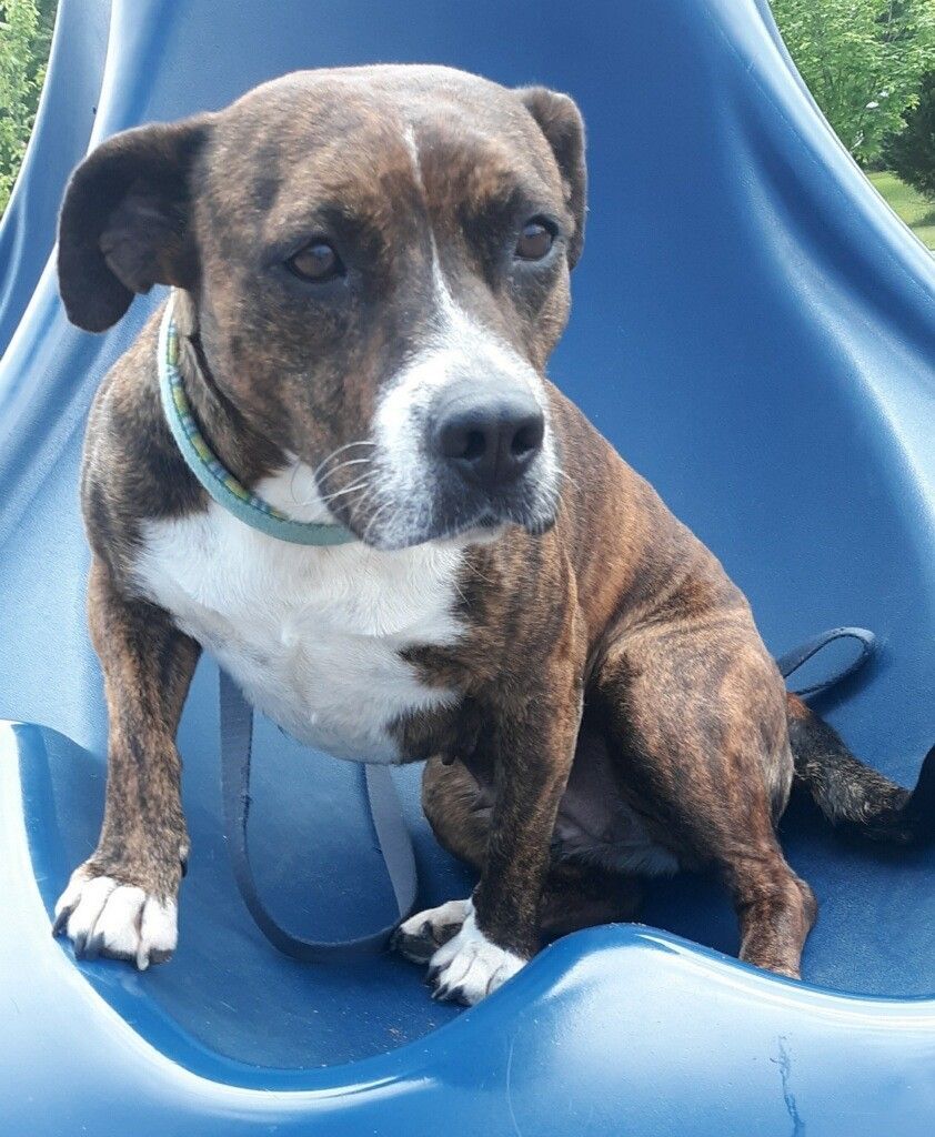 Lena, an adoptable Pit Bull Terrier, Mixed Breed in Dalton, GA, 30721 | Photo Image 2
