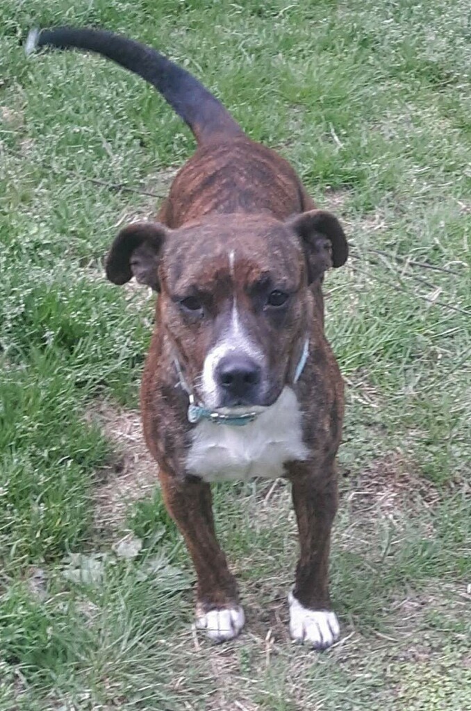 Lena, an adoptable Pit Bull Terrier, Mixed Breed in Dalton, GA, 30721 | Photo Image 3