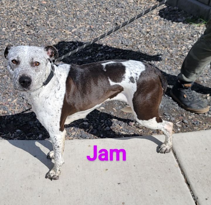 Jam, an adoptable German Shorthaired Pointer Mix in Madras, OR_image-2