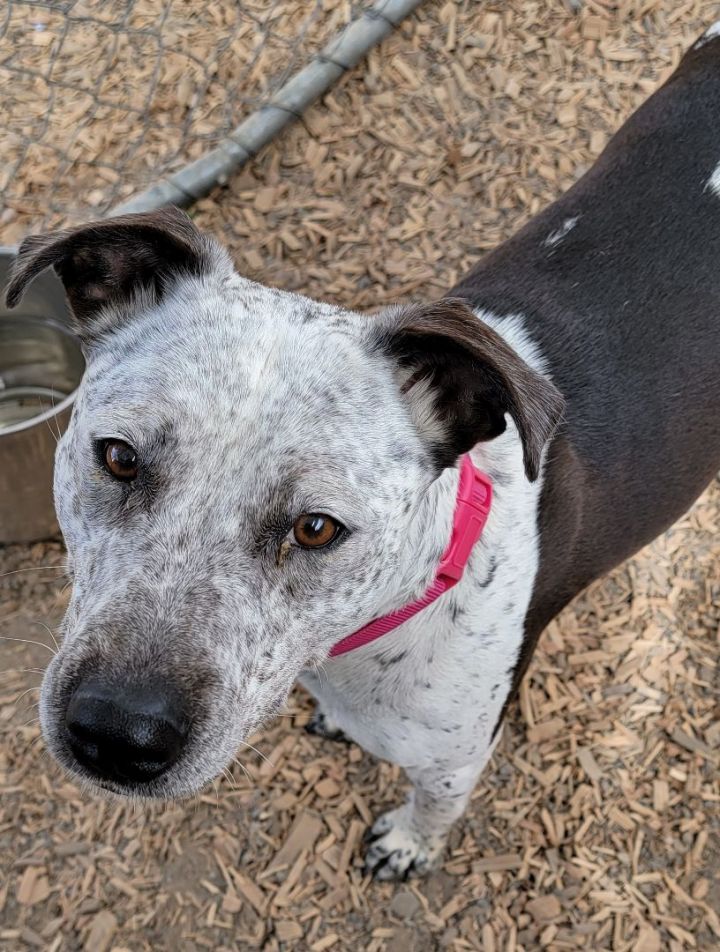 Jam, an adoptable German Shorthaired Pointer Mix in Madras, OR_image-1