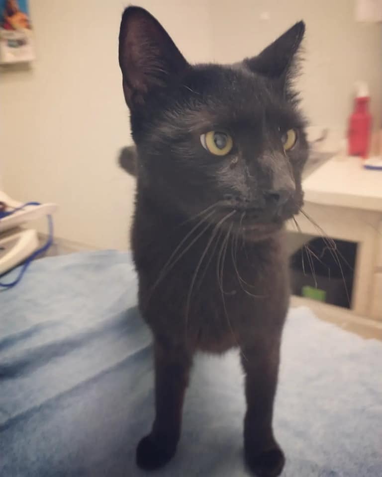 Baby, an adoptable Domestic Short Hair in Ocala, FL, 34475 | Photo Image 1