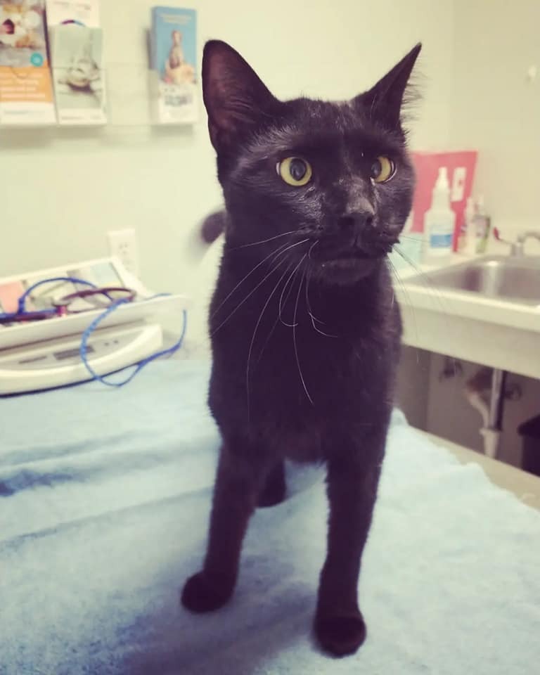 Baby, an adoptable Domestic Short Hair in Ocala, FL, 34475 | Photo Image 3