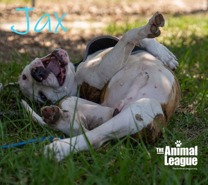 Jax, an adoptable American Bulldog Mix in Clermont, FL_image-2