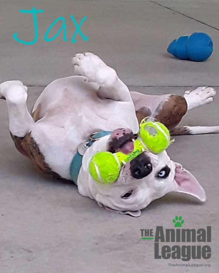 Jax, an adopted American Bulldog Mix in Clermont, FL_image-1