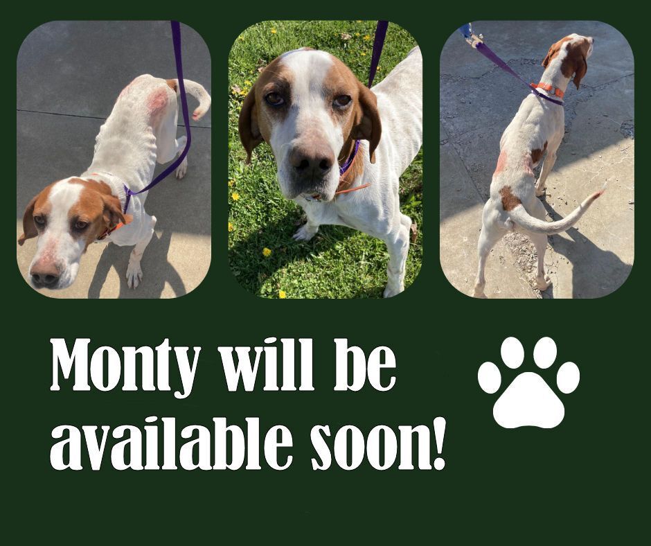 Monty (NC)