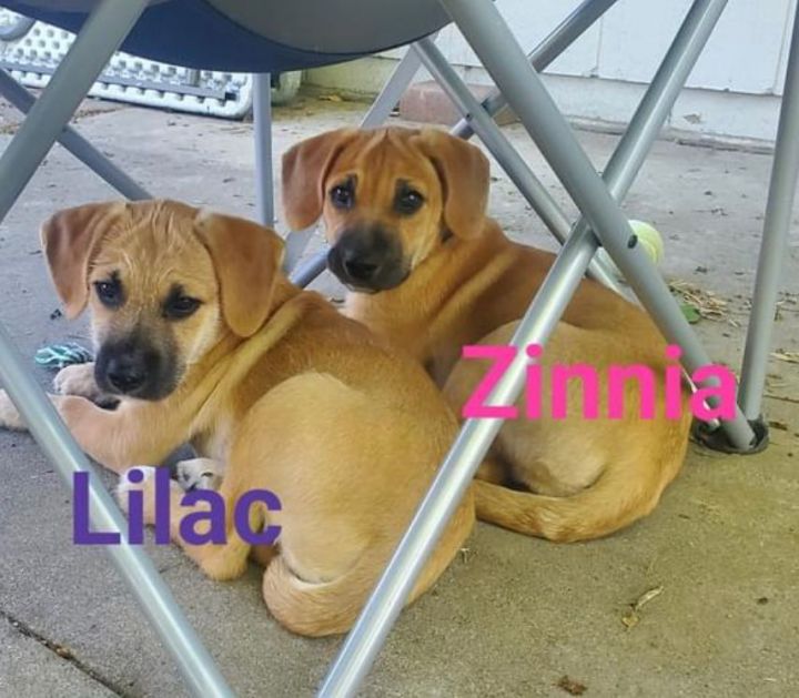 Zinnia , an adopted Schnauzer & Terrier Mix in Omaha, NE_image-3