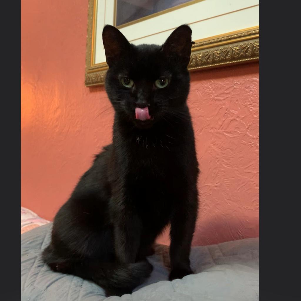 Luna, an adoptable Domestic Short Hair in Greenfield, IN, 46140 | Photo Image 1