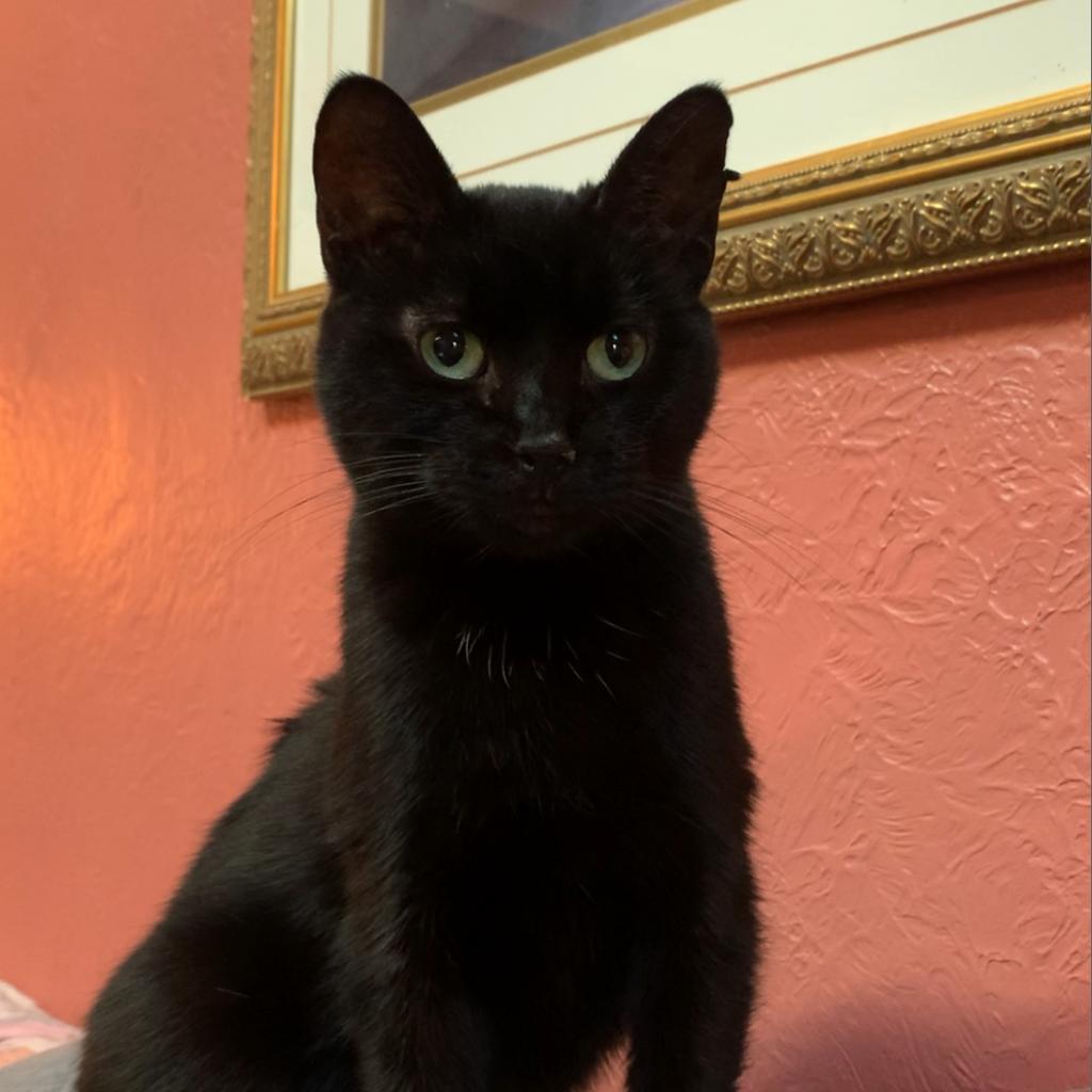 Luna, an adoptable Domestic Short Hair in Greenfield, IN, 46140 | Photo Image 2