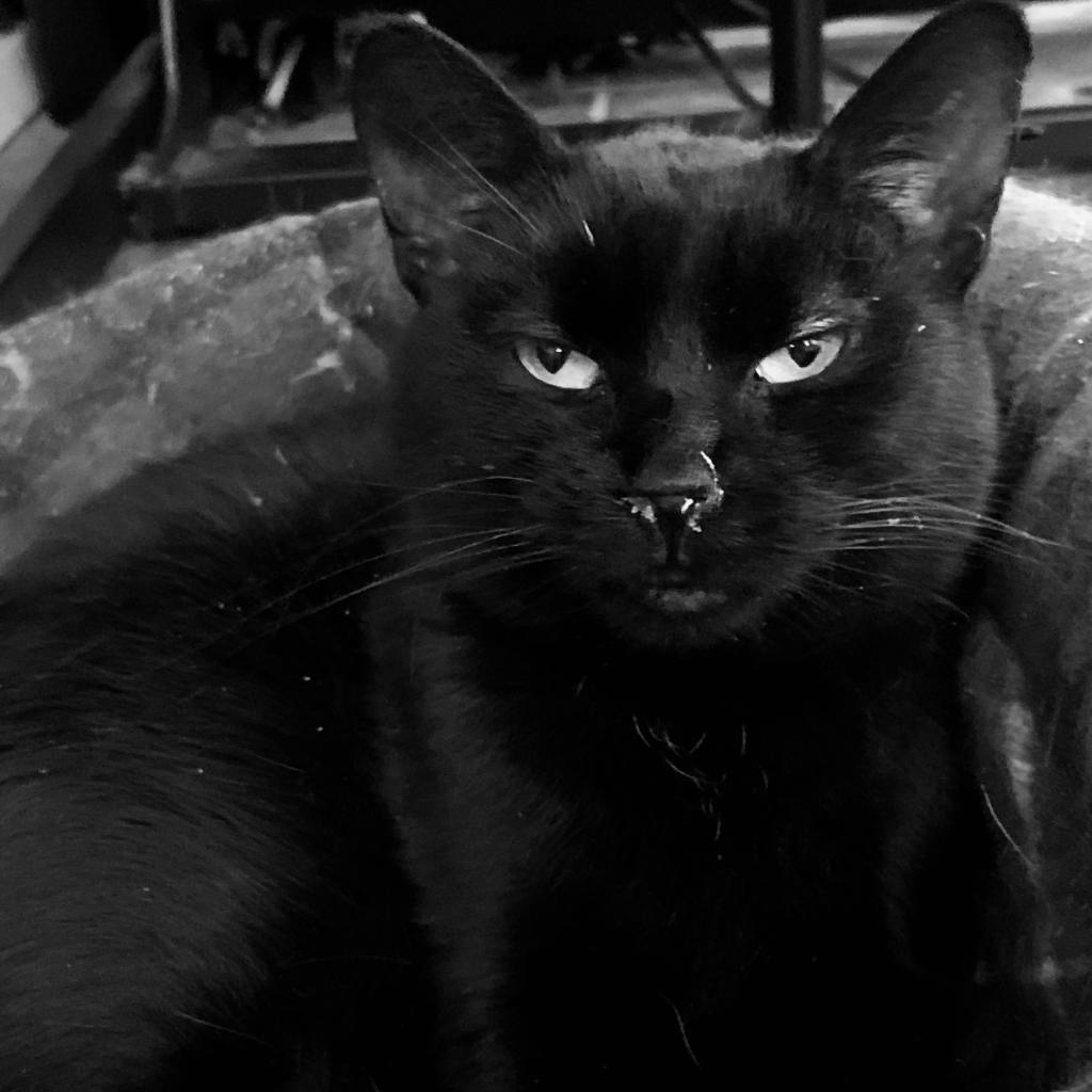 Luna, an adoptable Domestic Short Hair in Greenfield, IN, 46140 | Photo Image 3